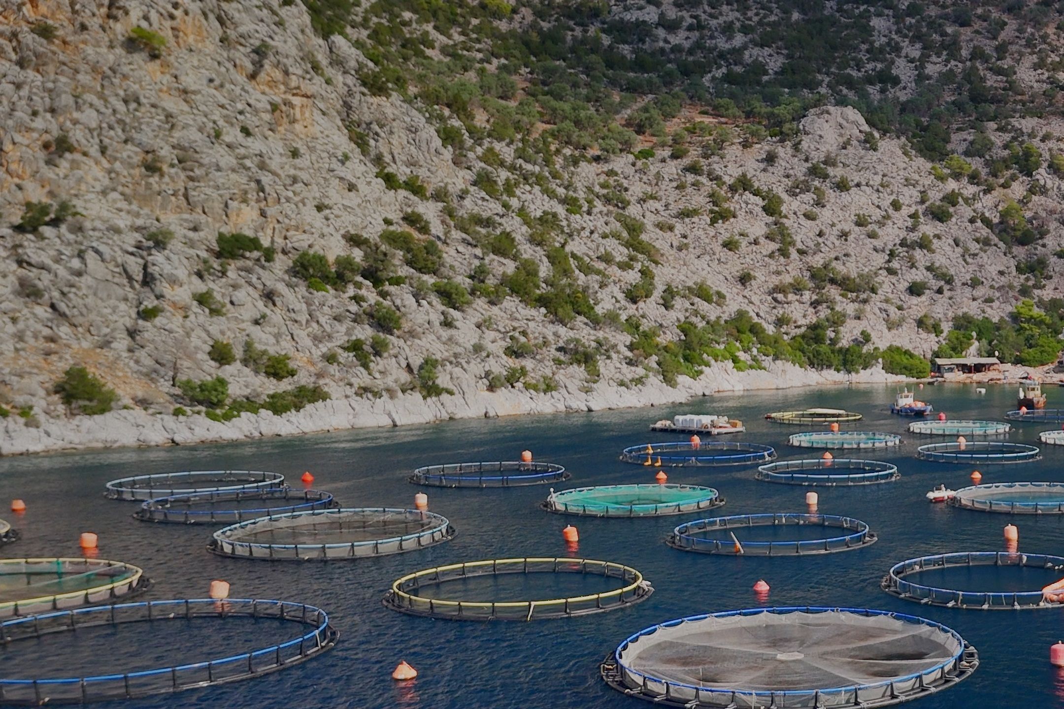 Protect Our Oceans from Unsustainable Fish Farms